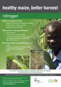 Nitrogen for maize