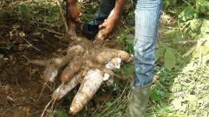 harvested cassava bunch