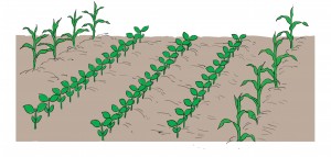 Illustration intercrop maize and soybean jpg