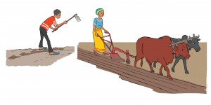 Illustration land preparation hand and ox
