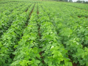 Photo Ghana soybean in rows 2