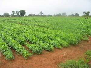 Photo Ghana soybean in rows