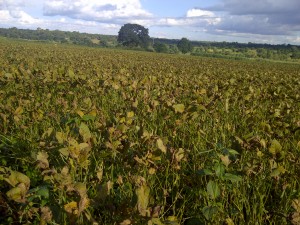 Photo Malawi soy growing