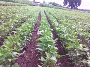 Photo Tanzania soybean in rows
