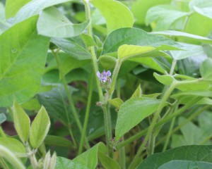 Photo flowering soybean