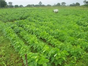 Photo soybean on farm 2