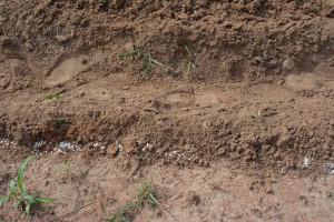 Soybean Nigeria fertilizer in  furrow 2