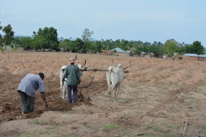 Soybean Nigeria  land preparation with ox plough 2