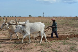 Soybean Nigeria land preparation with ox plough