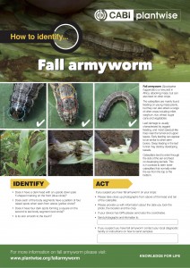 How to identify fall armyworm poster
