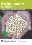 soybean leaflet