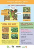 P deficiency poster for smallholders