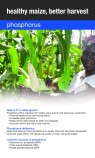 Phosphorous for maize flyer