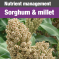 555 sorghum:millet guide